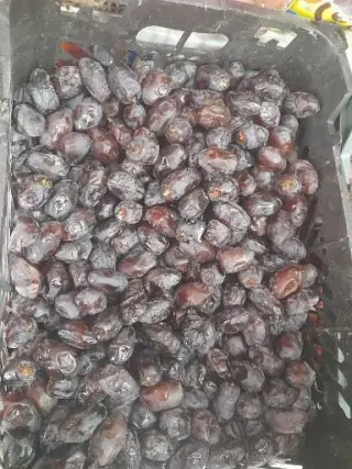 پخش خرما نظری