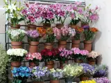 گلفروشی وایت ارکیده