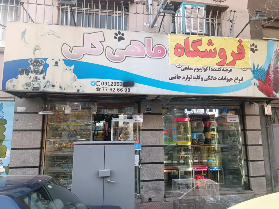 پت شاپ ماهی گلی