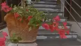 پرورش قارچ رباط( مهندس جمالی)