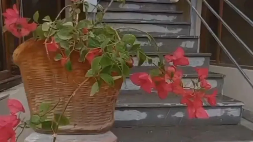 پرورش قارچ رباط( مهندس جمالی)