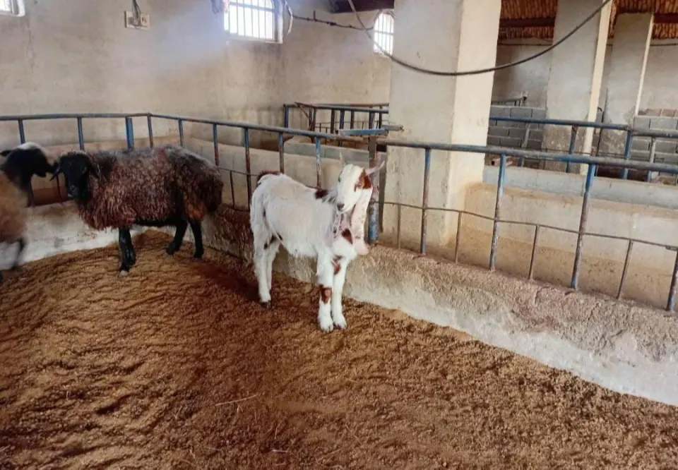 دامداری سیری