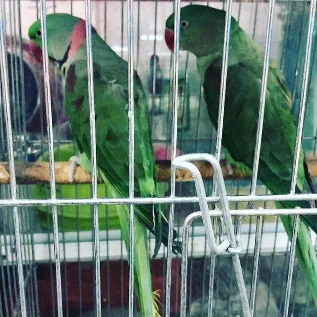 پرنده سرای کلبه