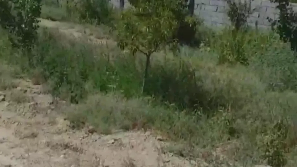 باغچه جاهدی