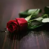 تارانتاش 2