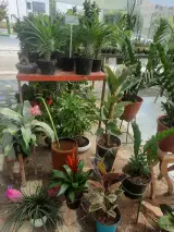تولیدی گل و گیاه گل سرخ