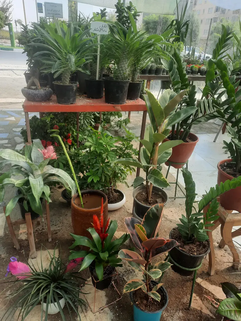 تولیدی گل و گیاه گل سرخ