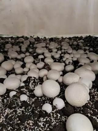 قارچ رباط