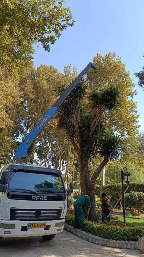 جرثقیل علی