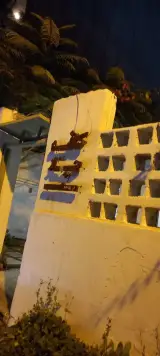 کافه جار در بوشهر