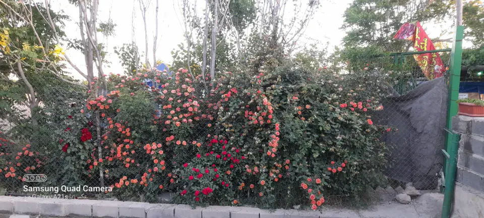 جگرسرای ملک ری(باغچه)