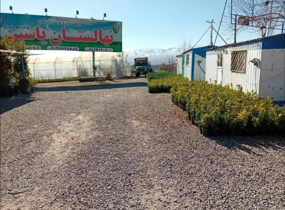 نهالستان یاسین سعادت