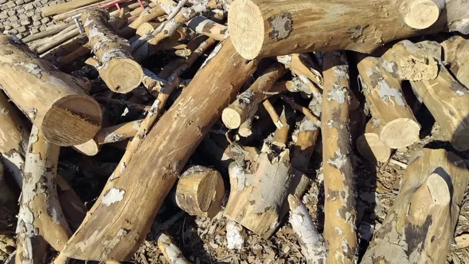 چوب فروشی بیابان گشت