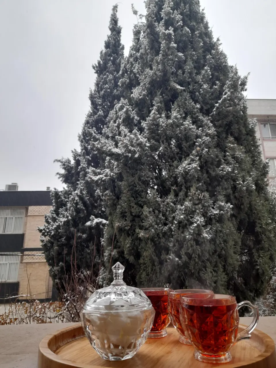 باشگاه مغز درخت سپید