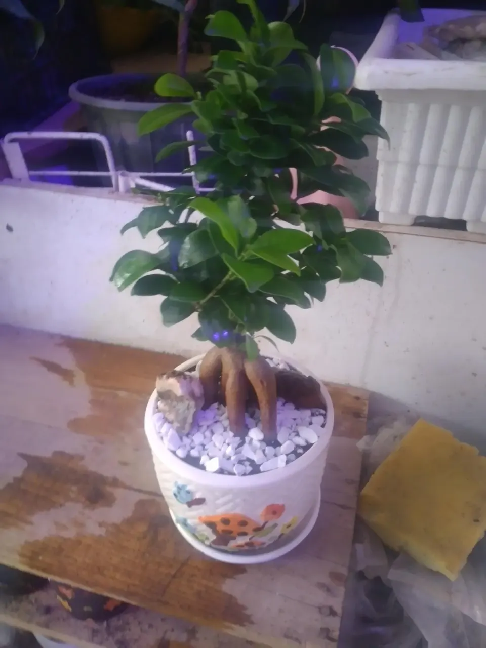 گلکده ترنم (گلهای آپارتمانی)