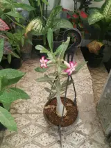 گلخانه سید