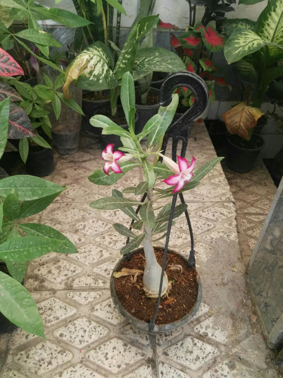 گلخانه سید