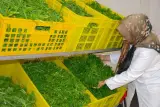 کبابسرای اصل گلپایگانی