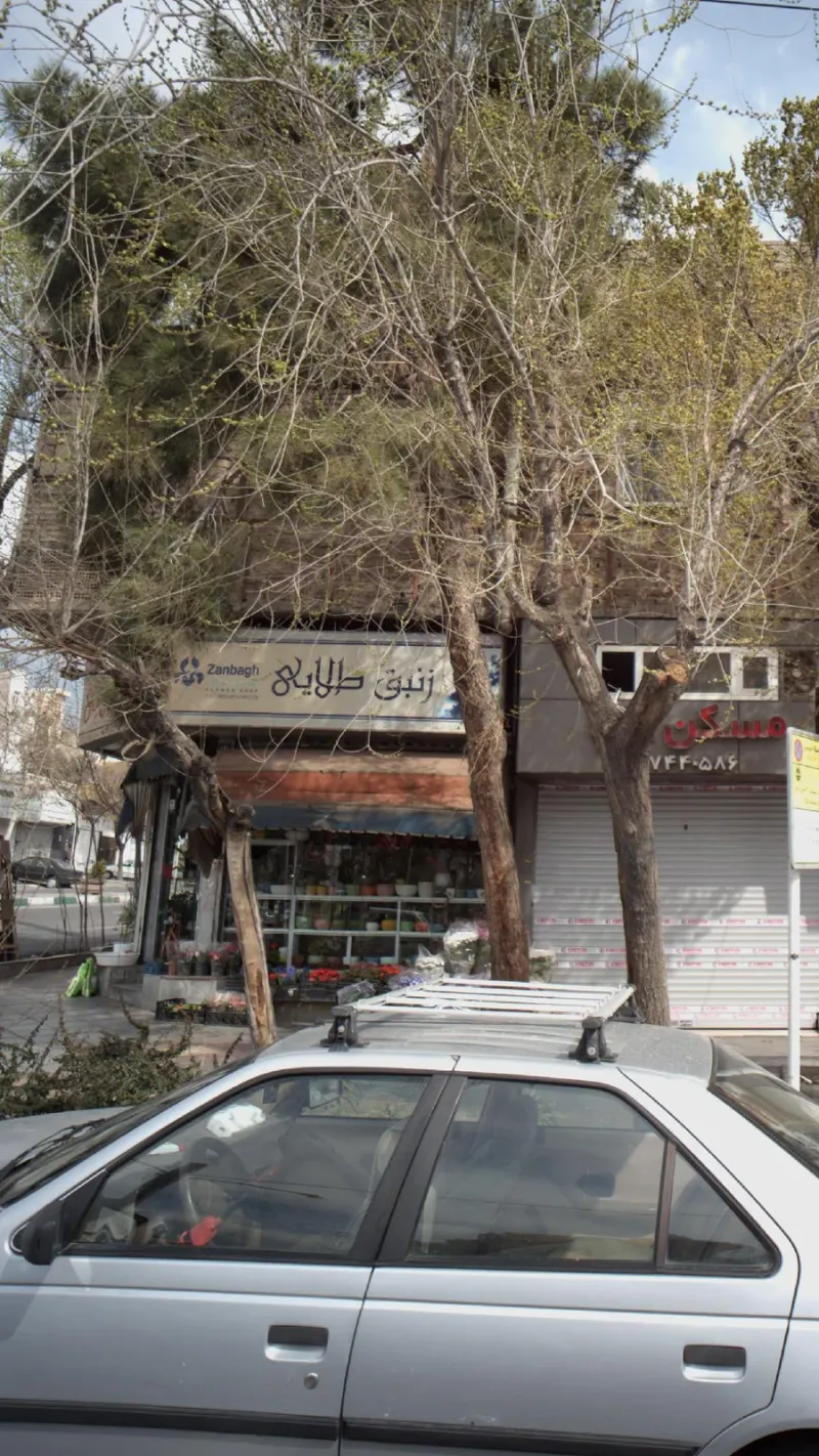 زنبق طلایی