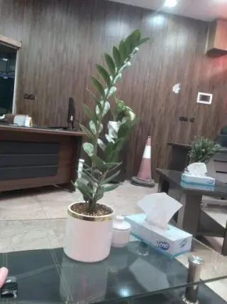 نانوایی لواشی حسنی