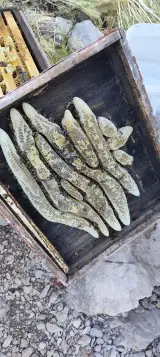 عسل دارویی کردستان صددرصد طبیعی در تهران