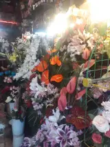 گلفروشی کاملیا
