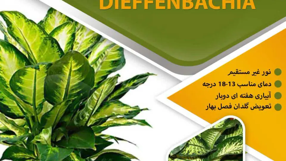 اتاق فرار و باغ مجنون