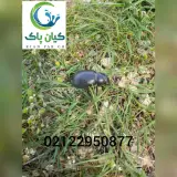 شرکت کیان پاک