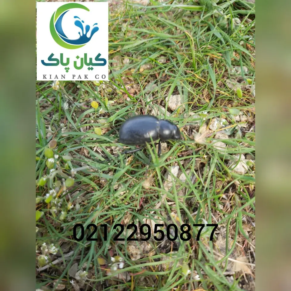 شرکت کیان پاک