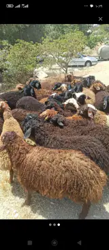 گوسفنده زنده (مغان و افشار)