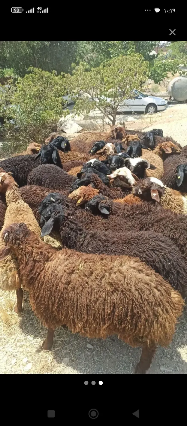 گوسفنده زنده (مغان و افشار)
