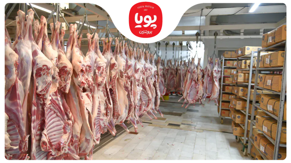 شرکت صنایع گوشت پویا پروتئین