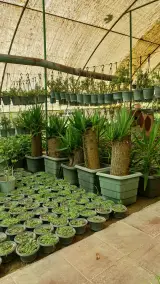 گلخانه عباسی
