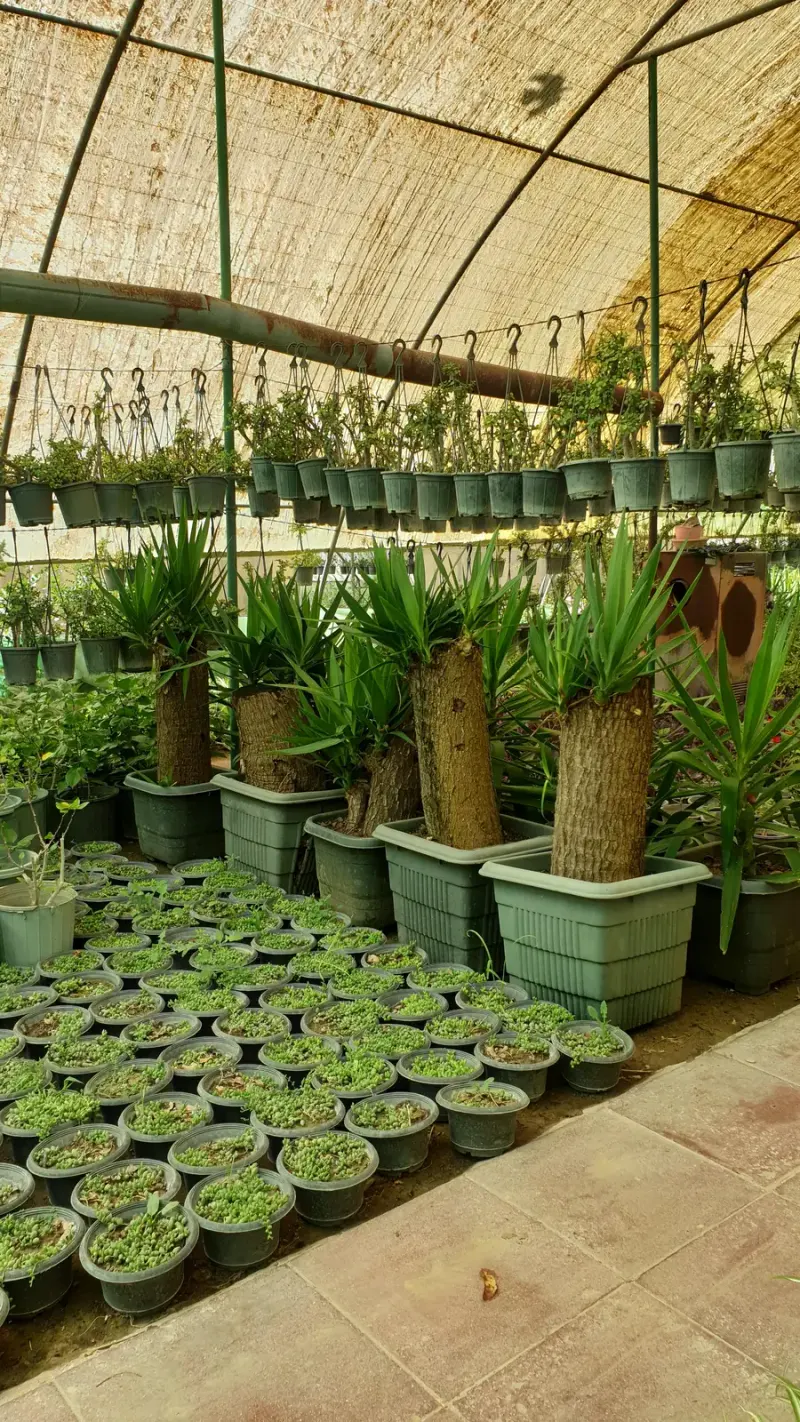 گلخانه عباسی