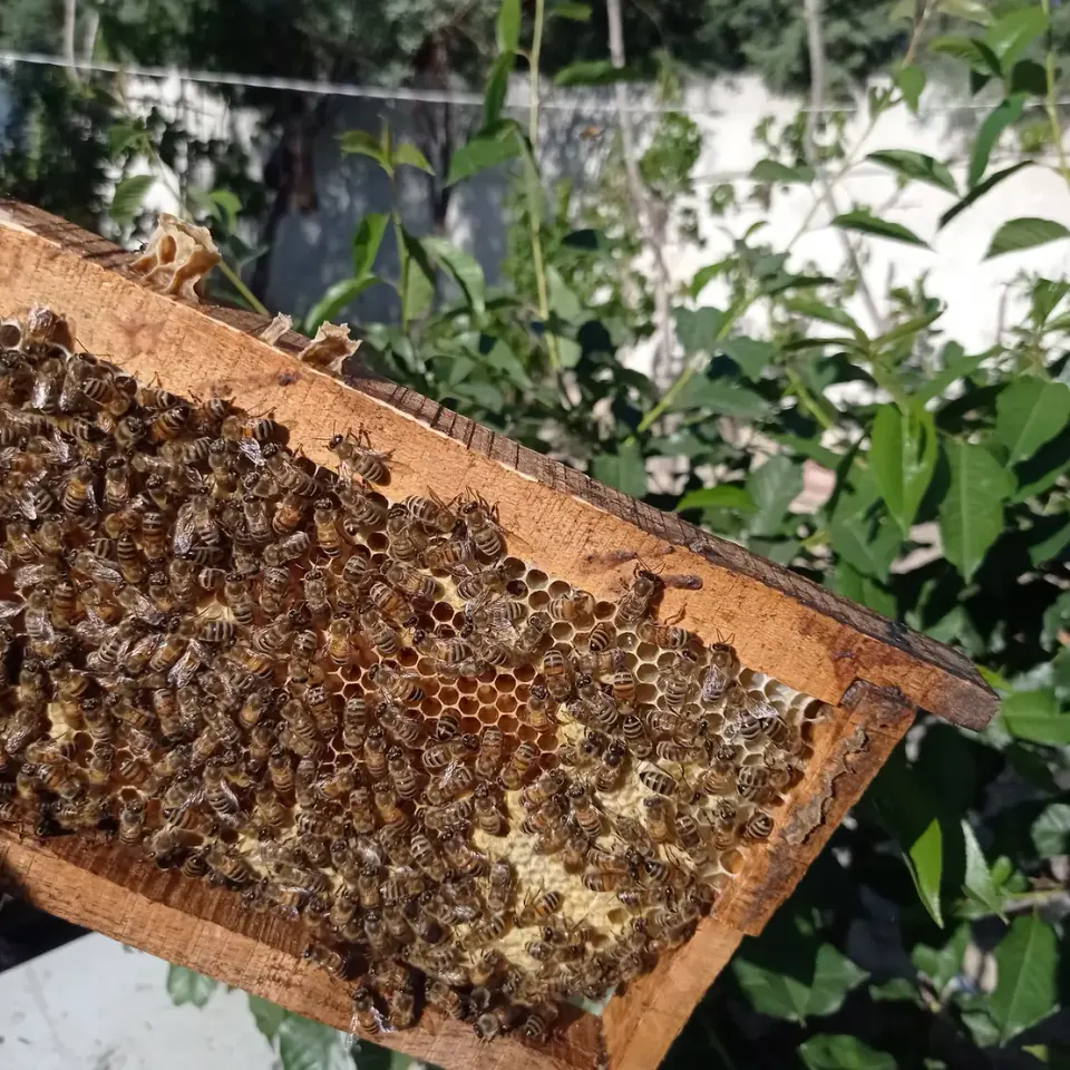 باغ بهار