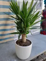 گل وگیاه ساتلو