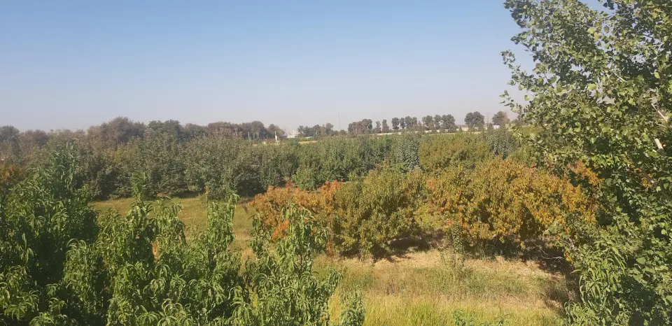 باغ مختاری