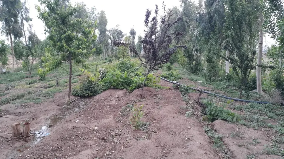 باغستان مجید