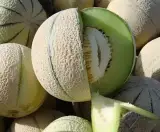 سپنتا