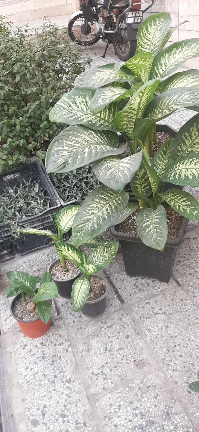 گل و گیاه حس خوب