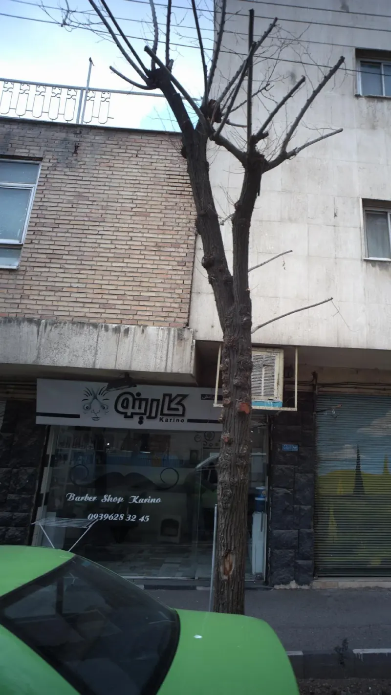 پیرایش کارینو