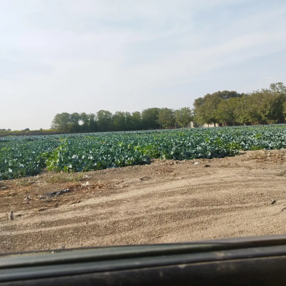 گلخانه حامد