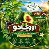 تولید و فروش نهال آووکادو مثمر پیوندی آوگرین در تنکابن