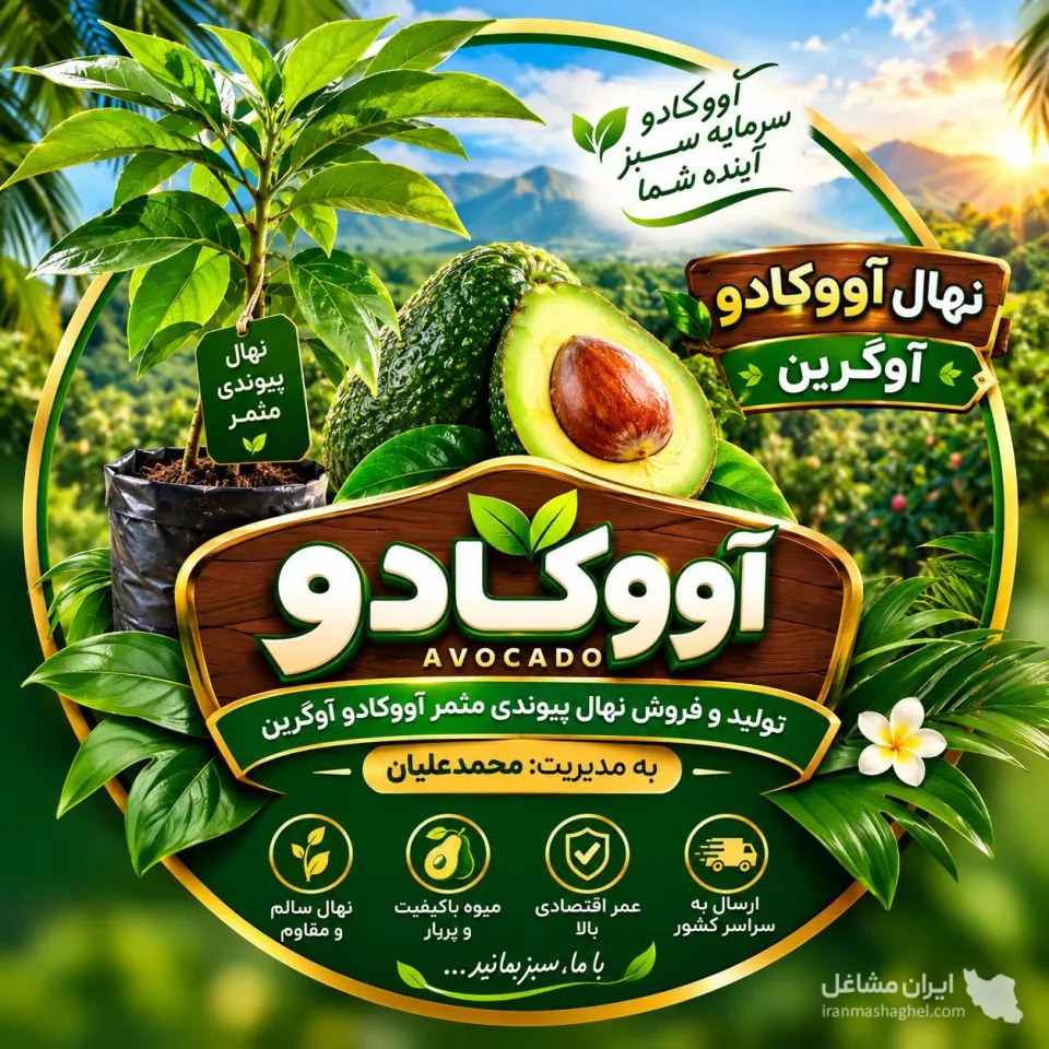 تولید و فروش نهال آووکادو مثمر پیوندی آوگرین در تنکابن
