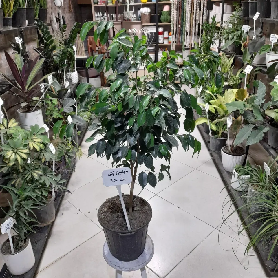 گلخانه سرسبزشاپ
