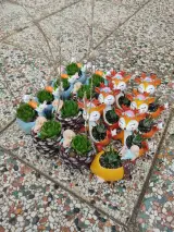 کاکتوس میرزا