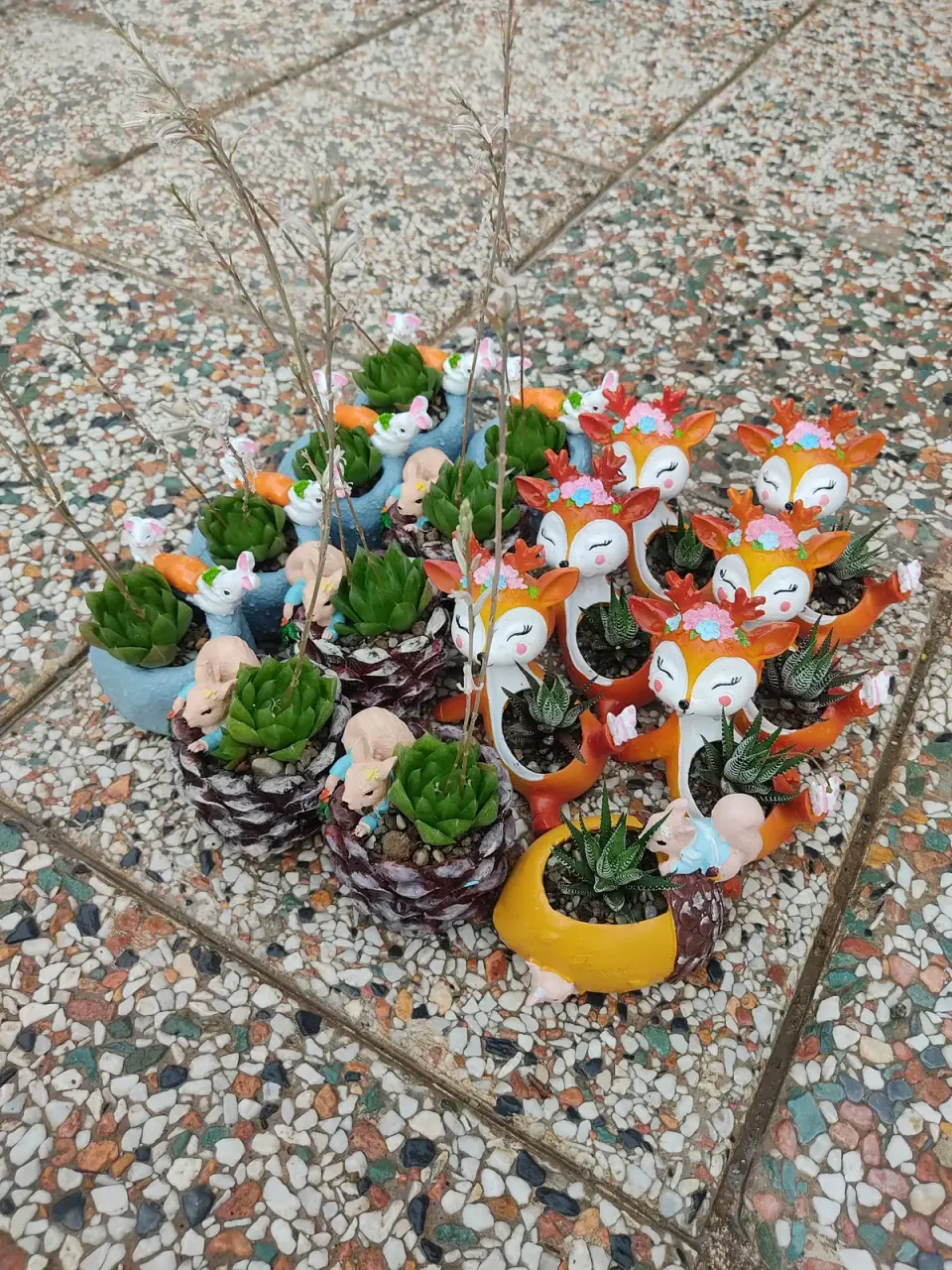 کاکتوس میرزا