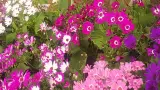 باغ گل رازقی