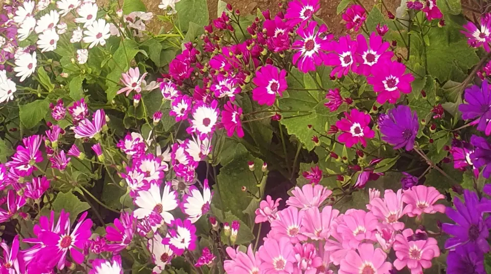 باغ گل رازقی
