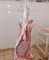دامداری دام مدرن پخش گوسفند زنده و گوشت